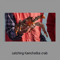 catching Kamchatka crab